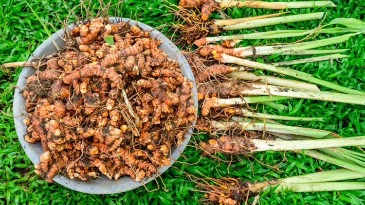 Turmeric - Image 3