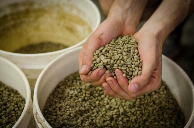 Robusta - Image 2