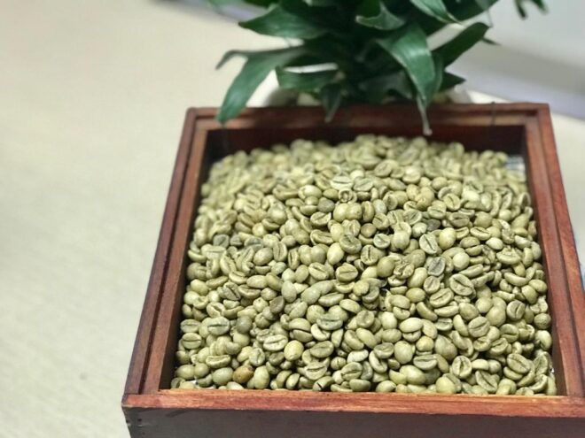 Robusta